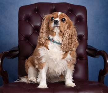 Photo of Zoey