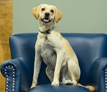 Photo of Honey